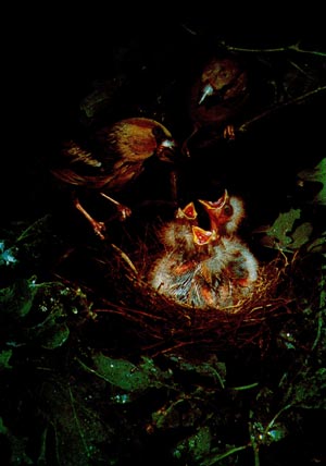 Обыкновенные дубоносы у гнезда с птенцами.