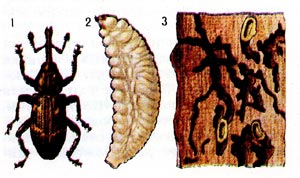 Еловая смолёвка 1 - жук, 2 - личинка, 3 - личиночные ходы с куколочными колыбельками.