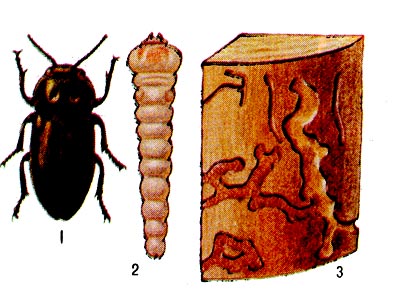 Еловая четырёхточечная златка 1 - жук, 2 - личинка, 3 - часть повреждённого ствола.