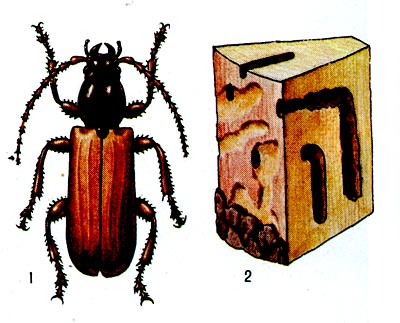 Еловый блестящегрудый усач: 1 - жук, 2 - ходы личинок под корой и в древесине.