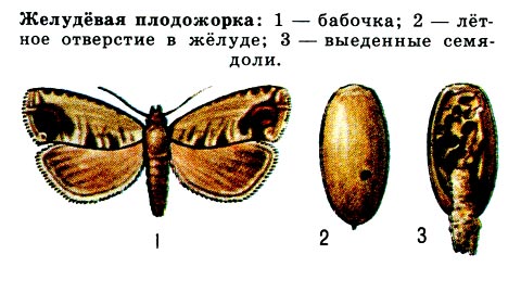 Желудёвая плодожорка 1 - бабочка, 2 - лётное отверстие в жёлуде, 3 - выеденные семядоли.