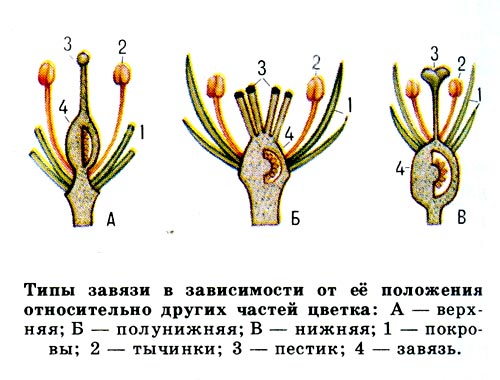 Типы завязи в зависимости от её положения относительно других частей цветка: А - верхняя, Б - полунижняя, В - нижняя, 1 - покровы, 2 - тычинки, 3 - пестик, 4 - завязь.