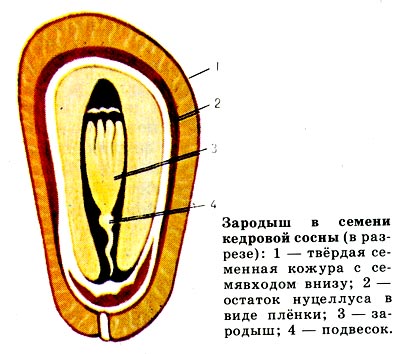 Зародыш в семени кедровой сосны (в разрезе): 1 - твёрдая семенная кожура с семявходом внизу, 2 - остаток нуцеллуса в виде плёнки, 3 - зародыш, 4 - подвесок.