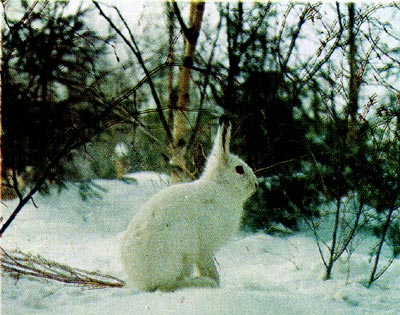 Заяц-беляк зимой.