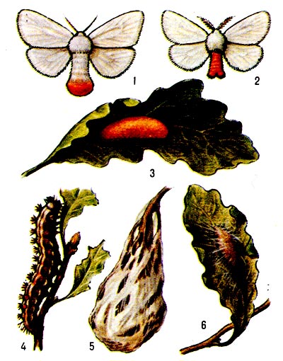 Златогузка: 1 и 2 - бабочки (самец и самка); 3 - кладка яиц, 4 - гусеница, повреждающая листья дуба, 5 - зимнее гнездо гусениц, 6 - куколка в паутинном коконе.