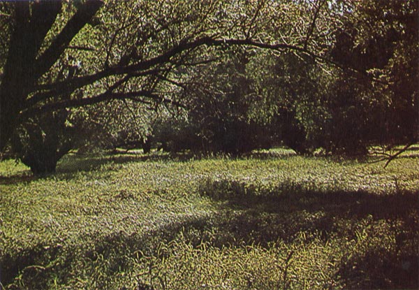 Ивовый лес в пойме Волги (Астраханская область)