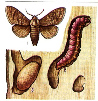 Ивовый древоточец. 1 - бабочка, 2 - гусеница и 3 - куколка в повреждённой древесине.