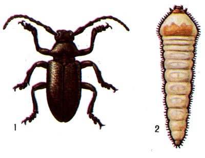 Ивовый корневой дровосек:  1 - жук, 2 - личинка.