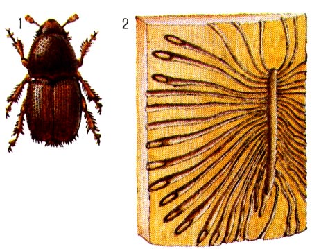 Ильмовый большой заболонник: 1 - жук, 2 - маточный и личиночный ходы.