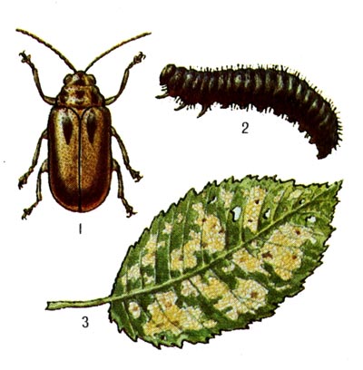 Ильмовый листоед: 1 - жук, 2 - личинка, 3 - повреждённый лсит вяза.