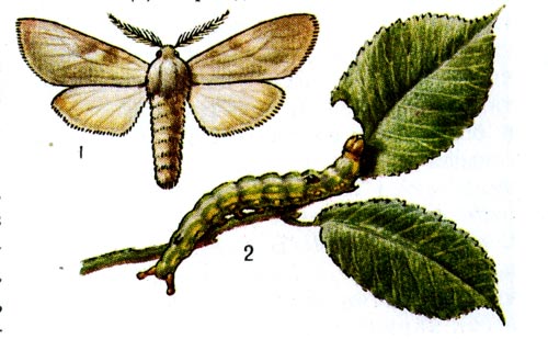 Ильмовый ногохвост: 1 - бабочка, 2 - гусеница и повреждённый лист вяза.