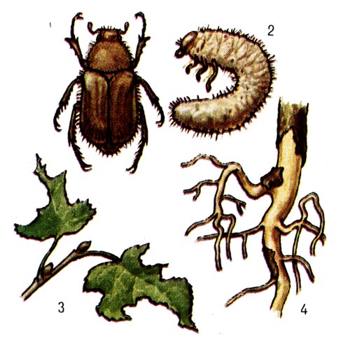 Июньский хрущ:  1 - жук, 2 - личинка, 3 и 4 - повреждёния листьев и корней. 