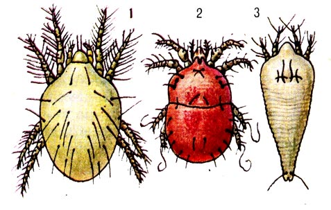 Представители разных групп растительных клещей: 1 - паутинный клещ, 2 - плоскотелка, 3 - галловый клещ.