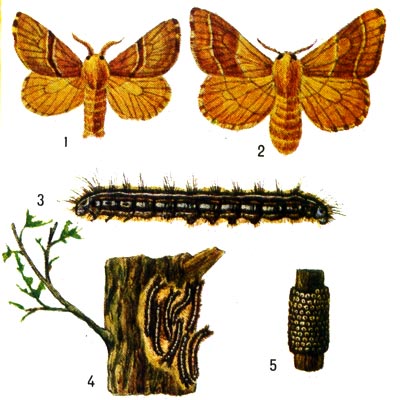 Кольчатый коконопряд: 1 и 2 - бабочки (самец и самка), 3 - гусеница, 4 - колония гусениц и черенки съеденых ими листьев, 5 - кладка яиц.