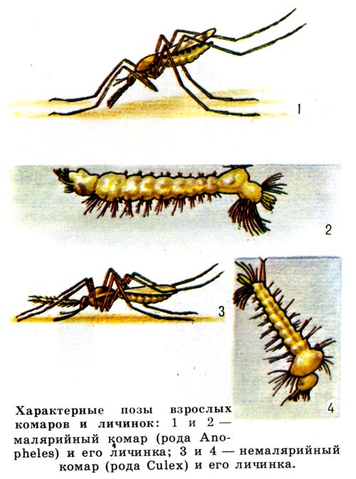 Характерные позы взрослых комапов и личинок: 1 и 2 - малярийный комар и его личинка, 3 и 4 - немалярийный комар и его личинка.