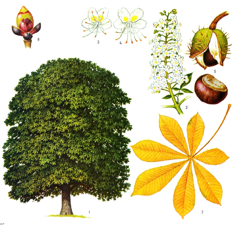 Конский каштан обыкновеный: 1 - общий вид, 2 - соцветие, 3 - обоеполый цветок, 4 - тычинчный цветок, 5 - плод, 6 - весенняя почка, 7 - осенний лист.