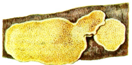 Корневая губка: плодовое тело гриба.