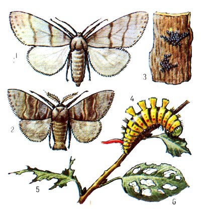 Краснохвост: 1 и 2 - бабочки (самка и самец), 3 - кладка яиц, 4 - гусеница, 5 и 6 - повреждённые листья.