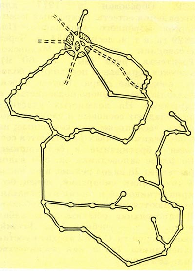 Схема норы обыкновенного крота (вид сверху).