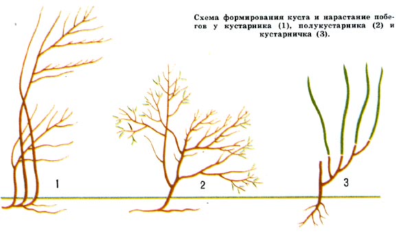 Схема формирования куста и нарастание побегов у кустарника, полукустаника и кустарничка.