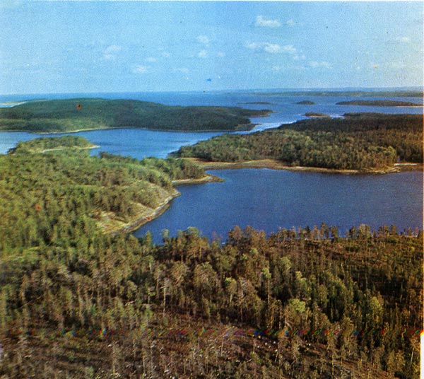 Леса на побережье белого моря.