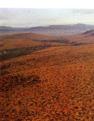 Осенний лесной пейзаж.