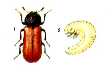 Красный бострихид-капуцин: 1 - жук, 2 - личинка.