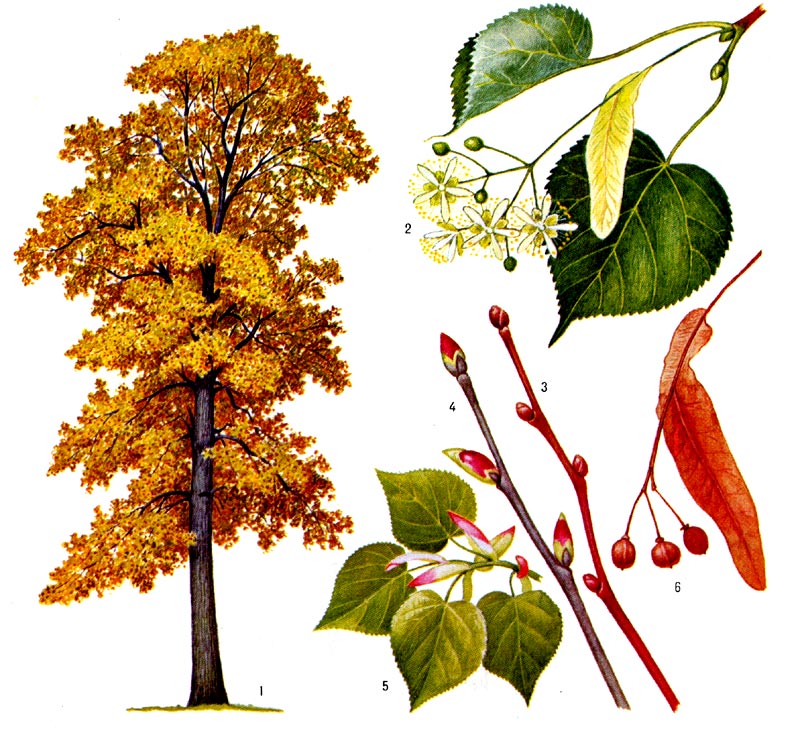 Липа мелколистная: 1 - общий вид дерева осенью, 2 - цветущая ветвь, 3 - побег зимой, 4 - весенний побег, 5 - облиственный весенний побег, 6 - соплодие липы.