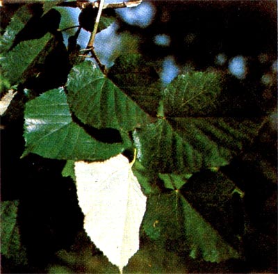 Листья липы войлочной