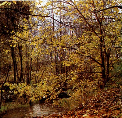 Липоый лес осенью