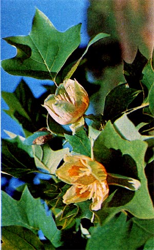 Лириодендрон: цветущая ветвь.
