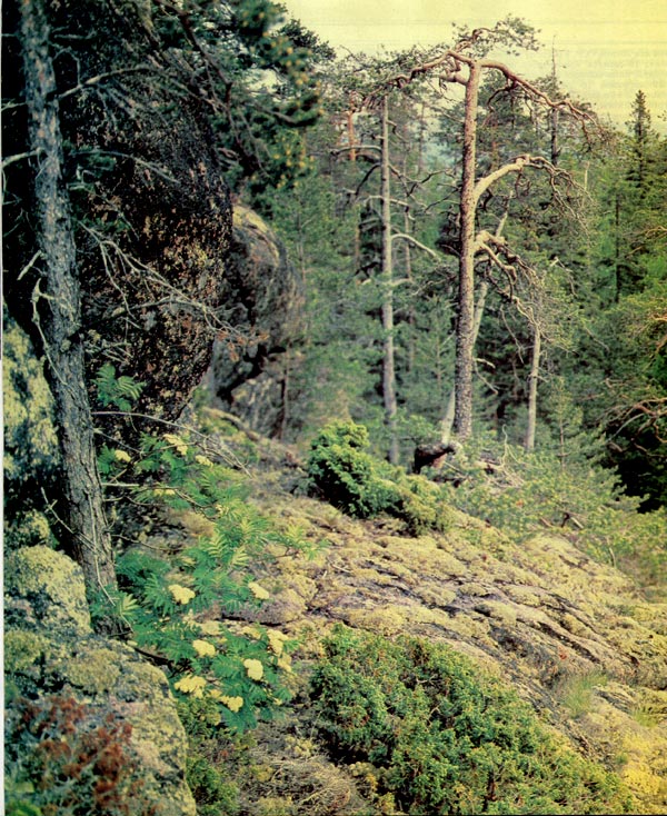 Лес на каменистом склоне, покрытом лишайником. (О. Валаам)