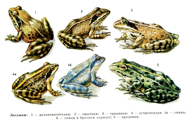 Лягушки: 1 - дальневосточная, 2 - прыткая, 3 - травяная, 4 - остромордая (а - самка, б - самец в брачном наряде), 5 - прудовая.
