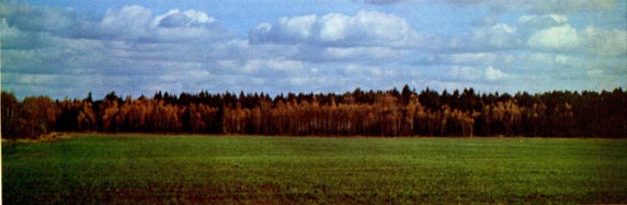 Хвойный лес с берёзами на переднем плане (средняя полоса России)