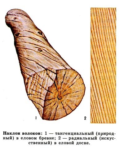 Наклон волокон: 1 - тангенциальный (природный) наклон в еловом бревне,  2 - радиальный (искусственный) в еловой доске.