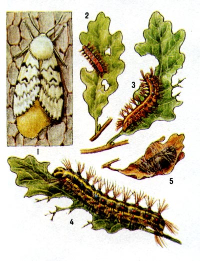 Непарный шелкопряд: 1 - самка, откладывающая яйца, 2-4 - гусеницы разных возрастов, поедающие листья дуба, 5 - куколка..
