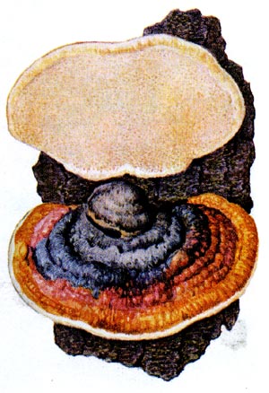 Окаймлённый трутовик: плодовое тело гриба.