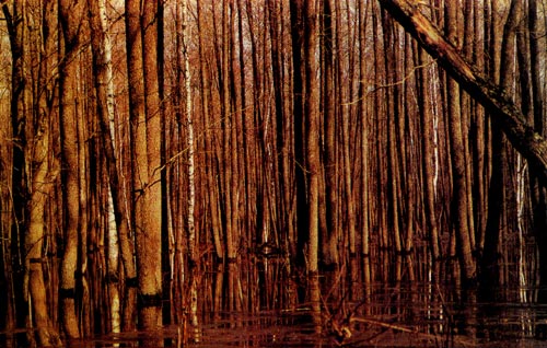 Черноольховый лес (разлив р. Пра)