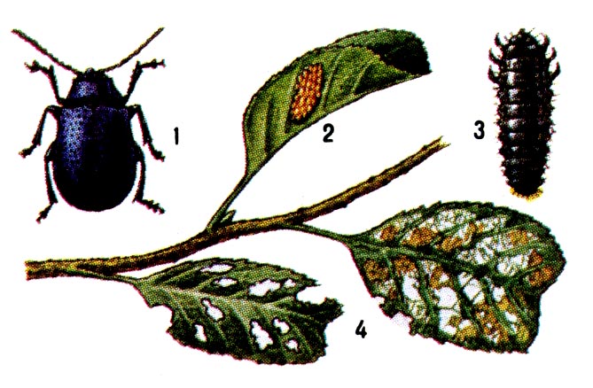 Ольховый фиолетовый листоед: 1 - жук (самка), 2 - кладка яиц, 3 - личинка перед окукливанием, 4 - листья ольхи, повреждённые жуками (слева) и личинками (справа).