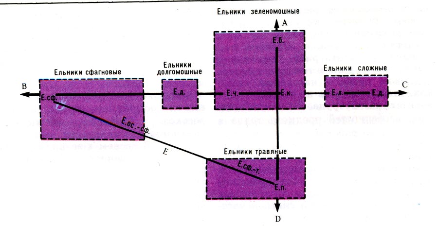 Ординационная схема эдафо-фитоценотических рядов еловых лесов.