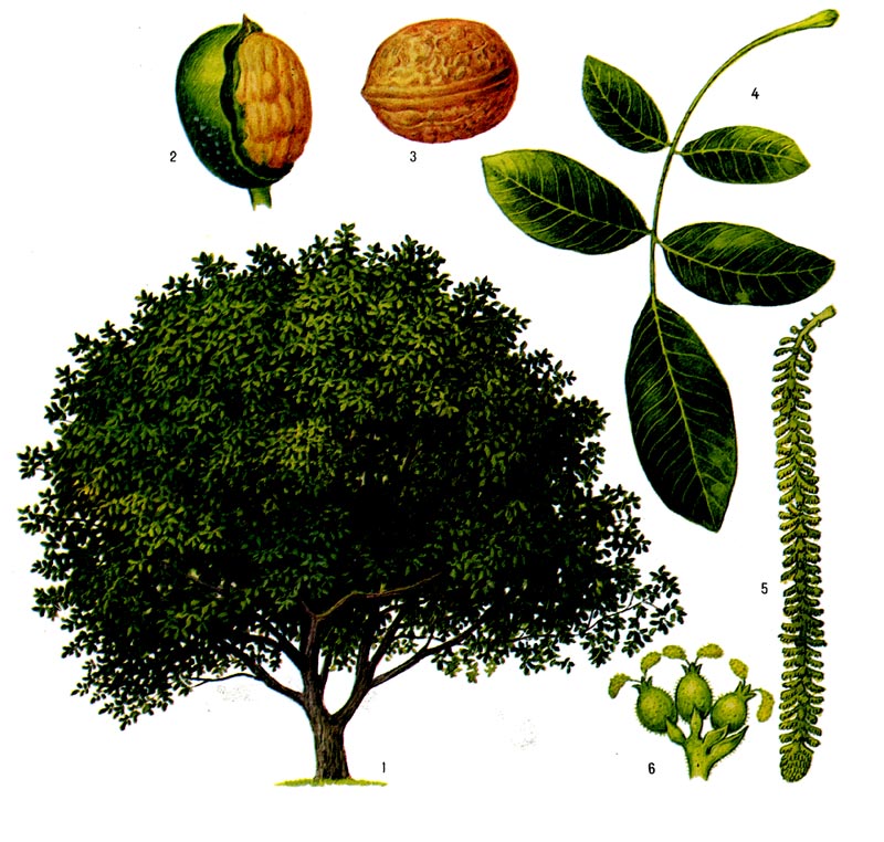 Орех грецкий: 1 - общий вид, 2, 3 - плоды (слева - в кожуре, наполовину снятой), 4 - лист, 5 - мужское соцветие (серёжка), 6 - женские цветки.