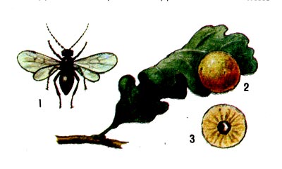 Обыкновенная дубовая орехотворка: 1 - взрослая особь, 2 - галл на листе дуба, 3 - личинка внутри галла (разрез).