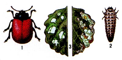 Осиновый листоед: 1 - жук, 2 - личинка, 3 - осиновый лист, повреждённый личинкой (справа) и жуком (слева).
