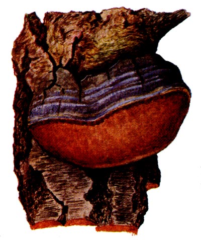 Осиновый трутовик: плодовое тело гриба.