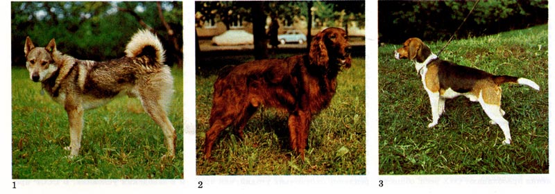 Охотничьи собаки: 1 - западносибирская лайка, 2 - ирландский сеттер, 3 - англорусская гончая, 4 - кокер-спаниель, 5 -фокс терьер.
