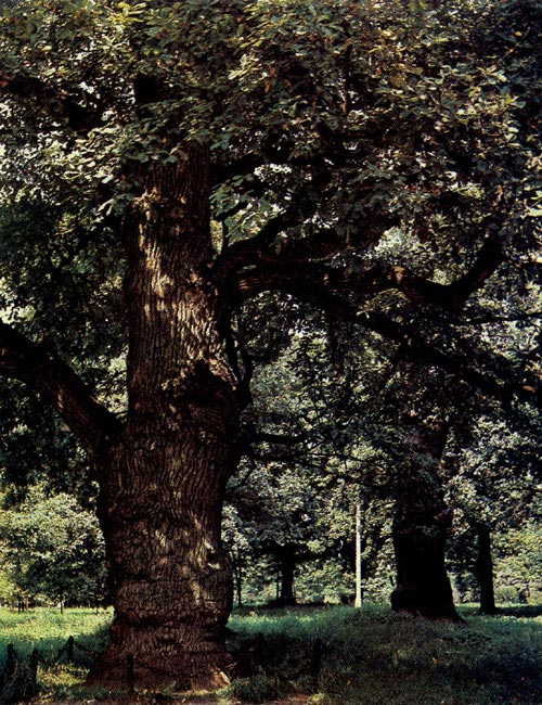 Самый старый дуб (2000 лет) в Европе - Стялмужский старик (Литовская ССР).