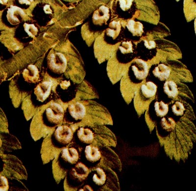 Сорусы на нижней стороне листьев щитовника мужского.