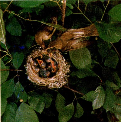 Пересмешки (самка и самец) у гнезда с птенцами.