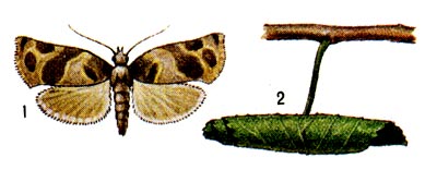 Пёстрозолотистая листовёртка: 1 - бабочка; 2 - лист, скрученный гусеницей