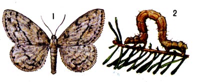 Пихтовая пяденица: 1 - бабочка, 2 - гусеница.